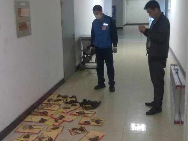 硫氧鎂機制彩鋼板